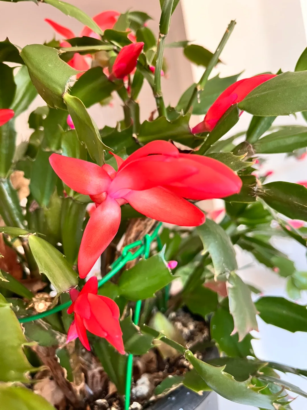 crab cactus image indicator(2)