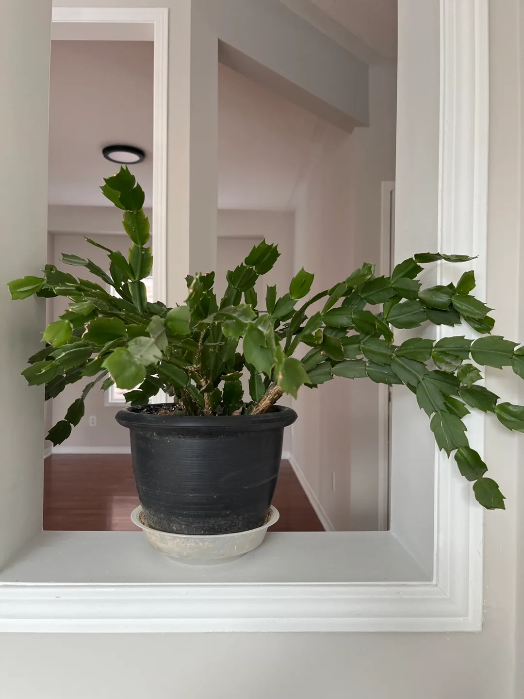 crab cactus image indicator(3)