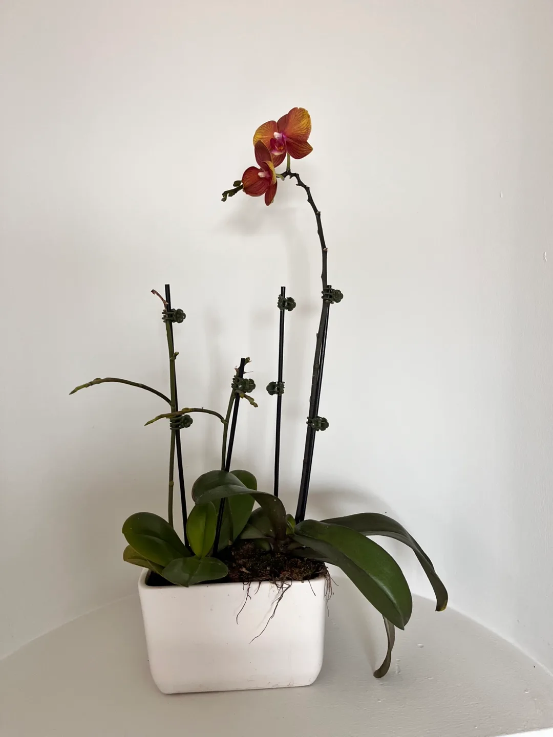 Potted Orchid