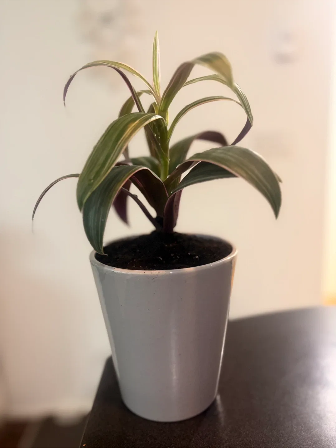 Potted Tradescantia Plant image indicator(3)