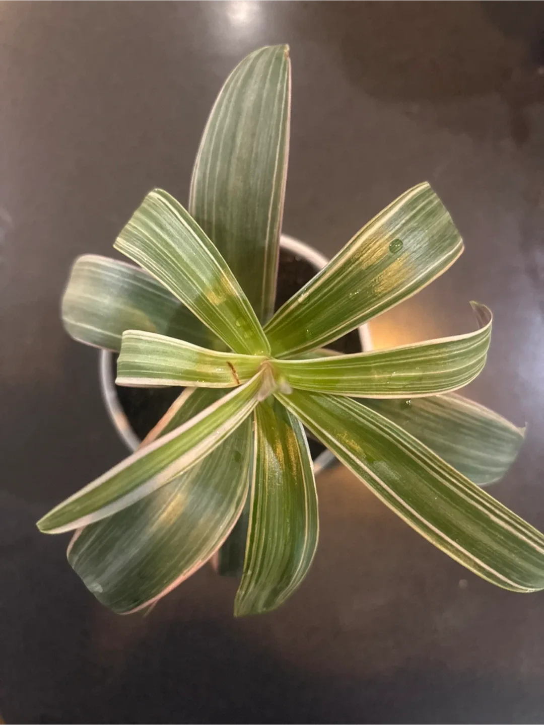 Potted Tradescantia Plant