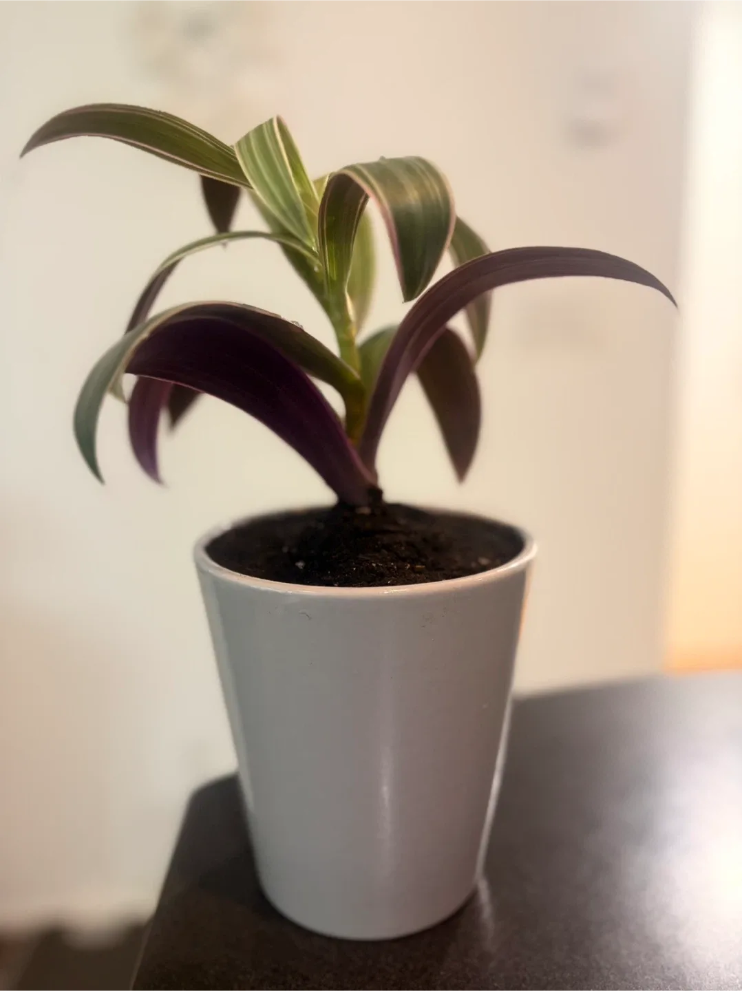 Potted Tradescantia Plant image indicator(2)