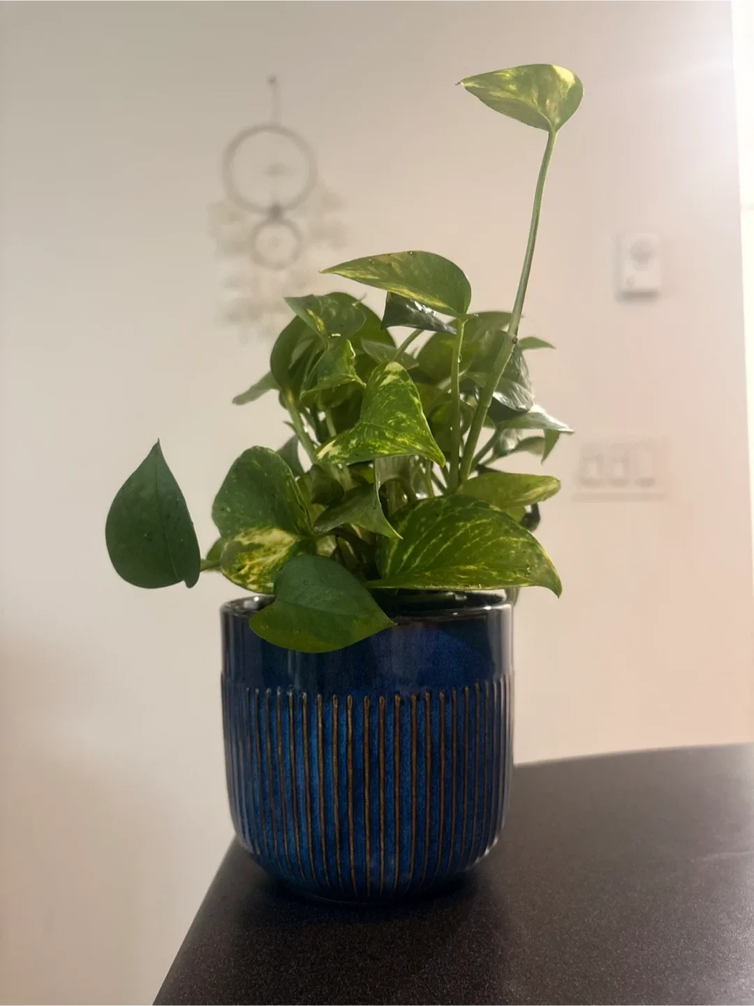 Potted Golden Pothos Plant image indicator(2)
