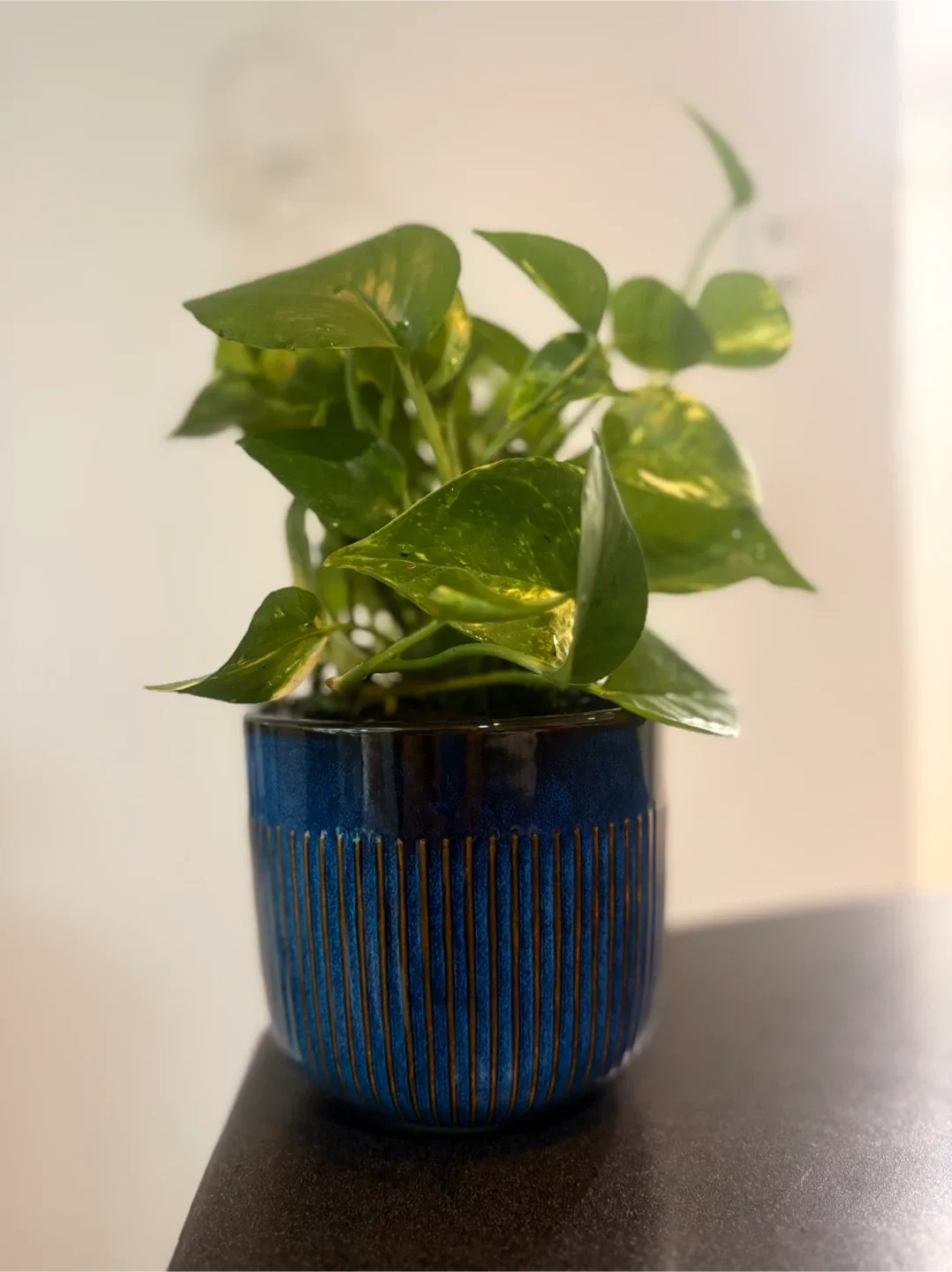 Potted Golden Pothos Plant