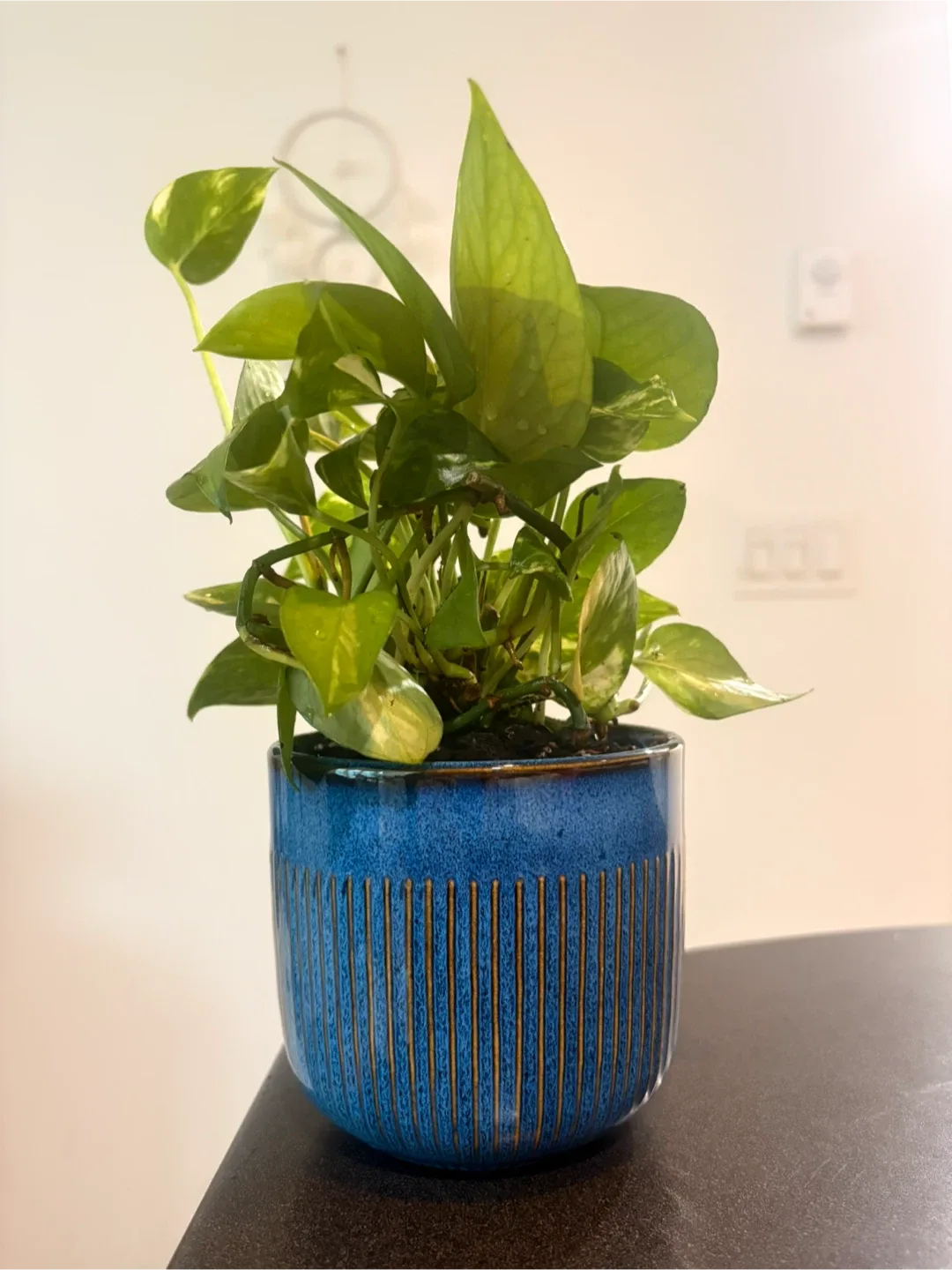 Potted Golden Pothos Plant image indicator(3)