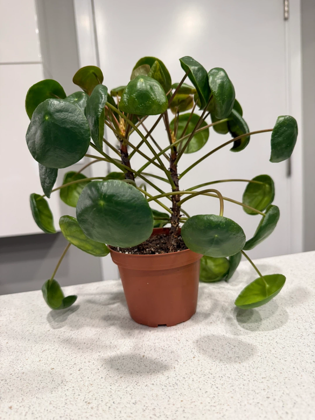 Chinese Money Plant - Pilea peperomioides