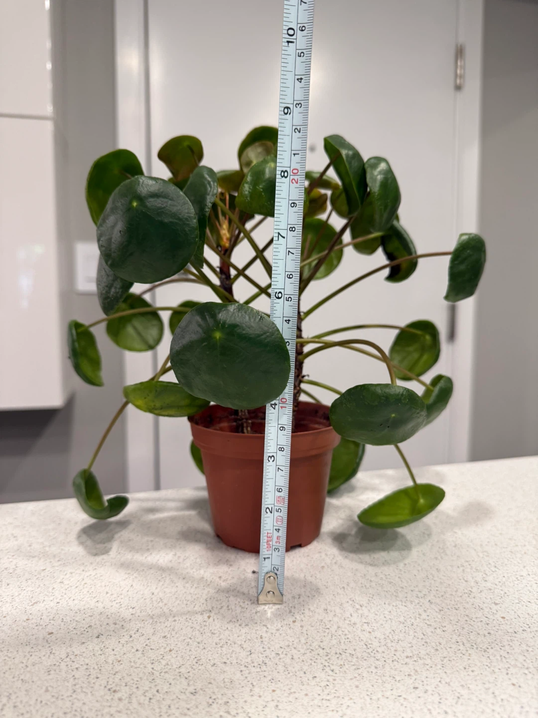 Chinese Money Plant - Pilea peperomioides - photo 5