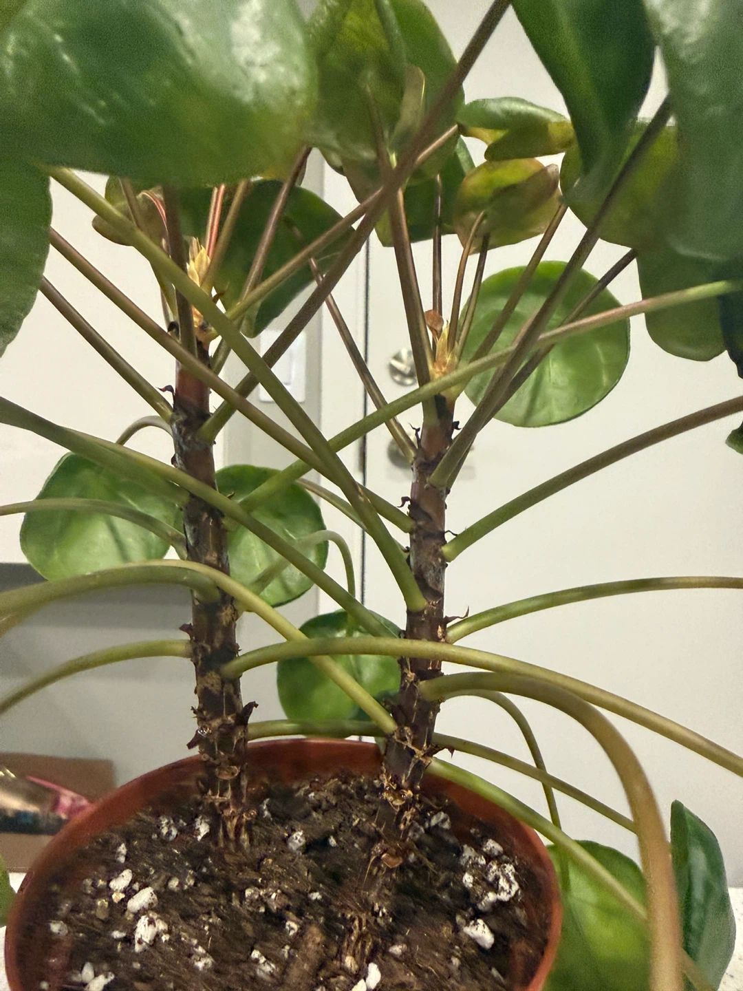 Chinese Money Plant - Pilea peperomioides - photo 2