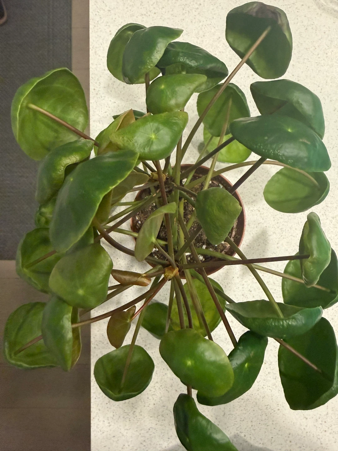 Chinese Money Plant - Pilea peperomioides - photo 3