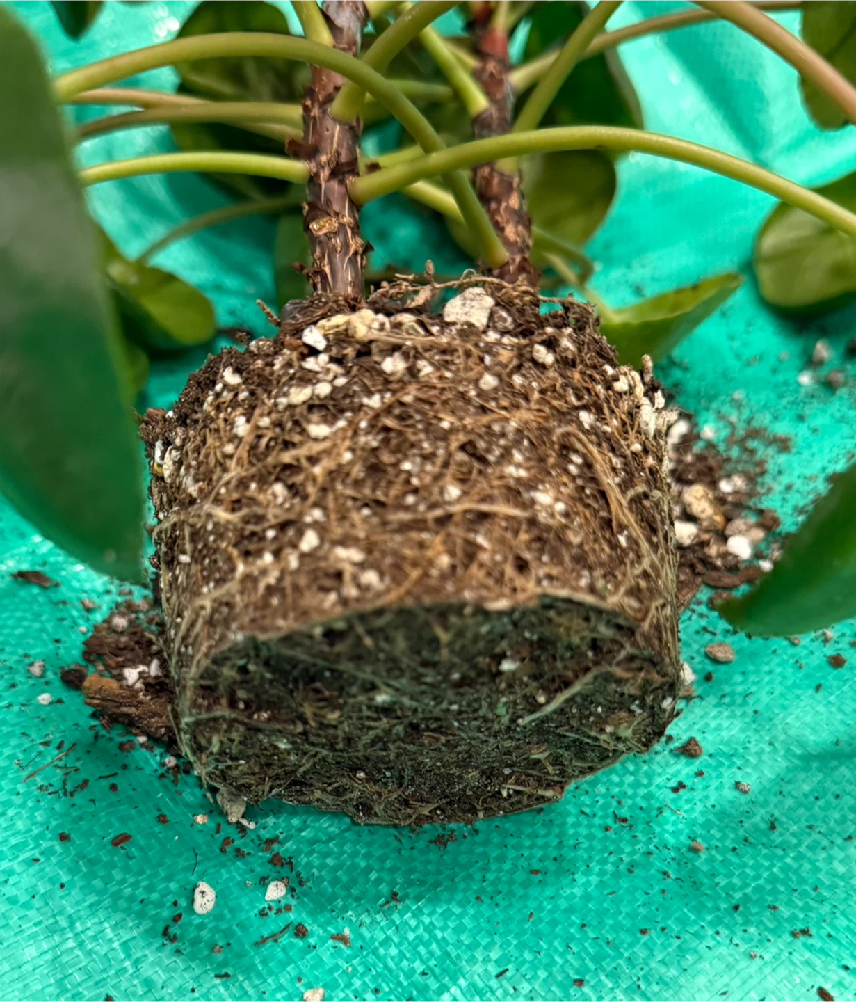 Chinese Money Plant - Pilea peperomioides - photo 4