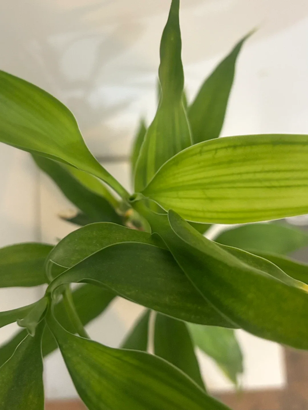 Bamboo Plant in Vase image indicator(2)