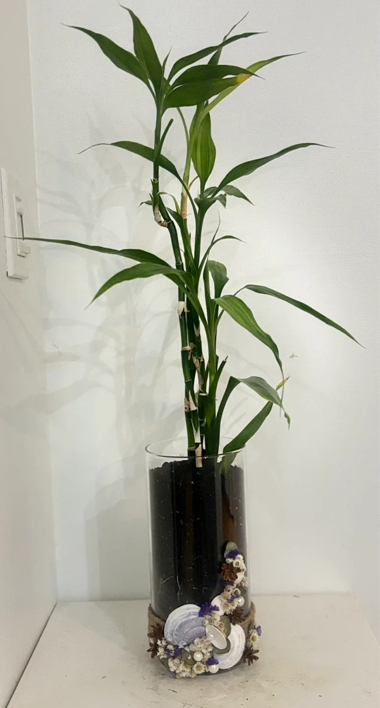 Bamboo Plant in Vase