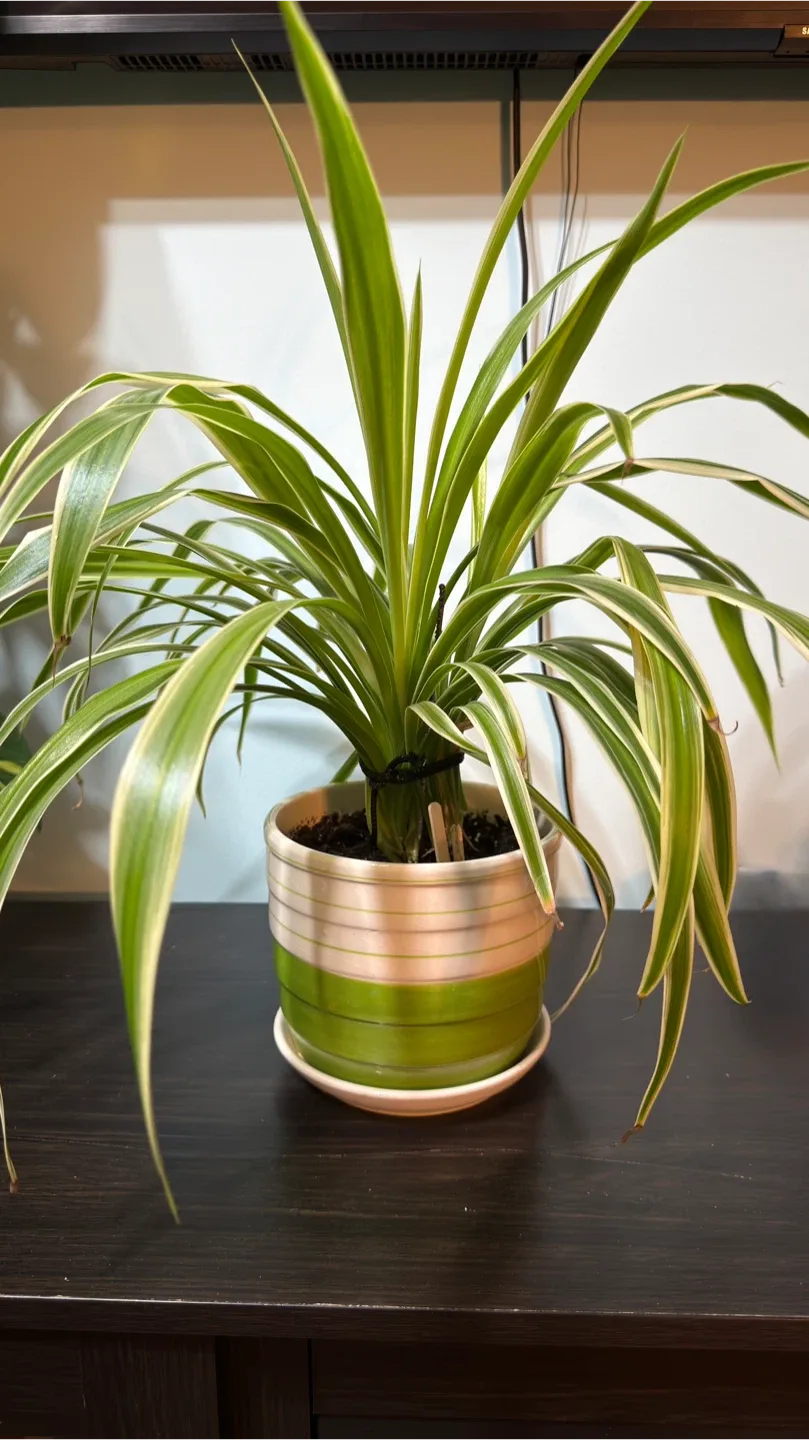 Spider Plant with Green Pot