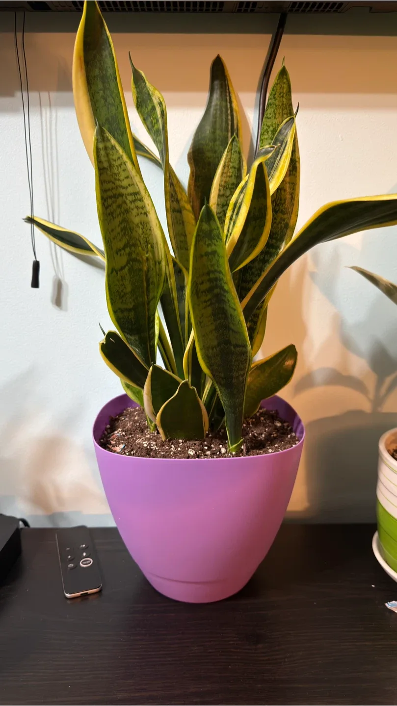 Snake Plant in Purple Pot