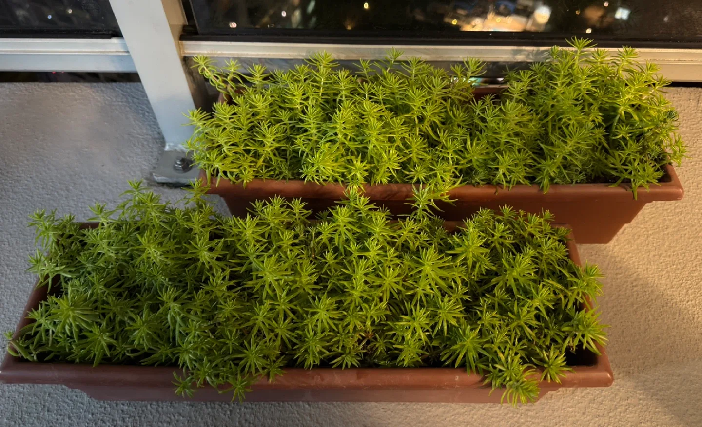 Sedum Plant in Brown Planter