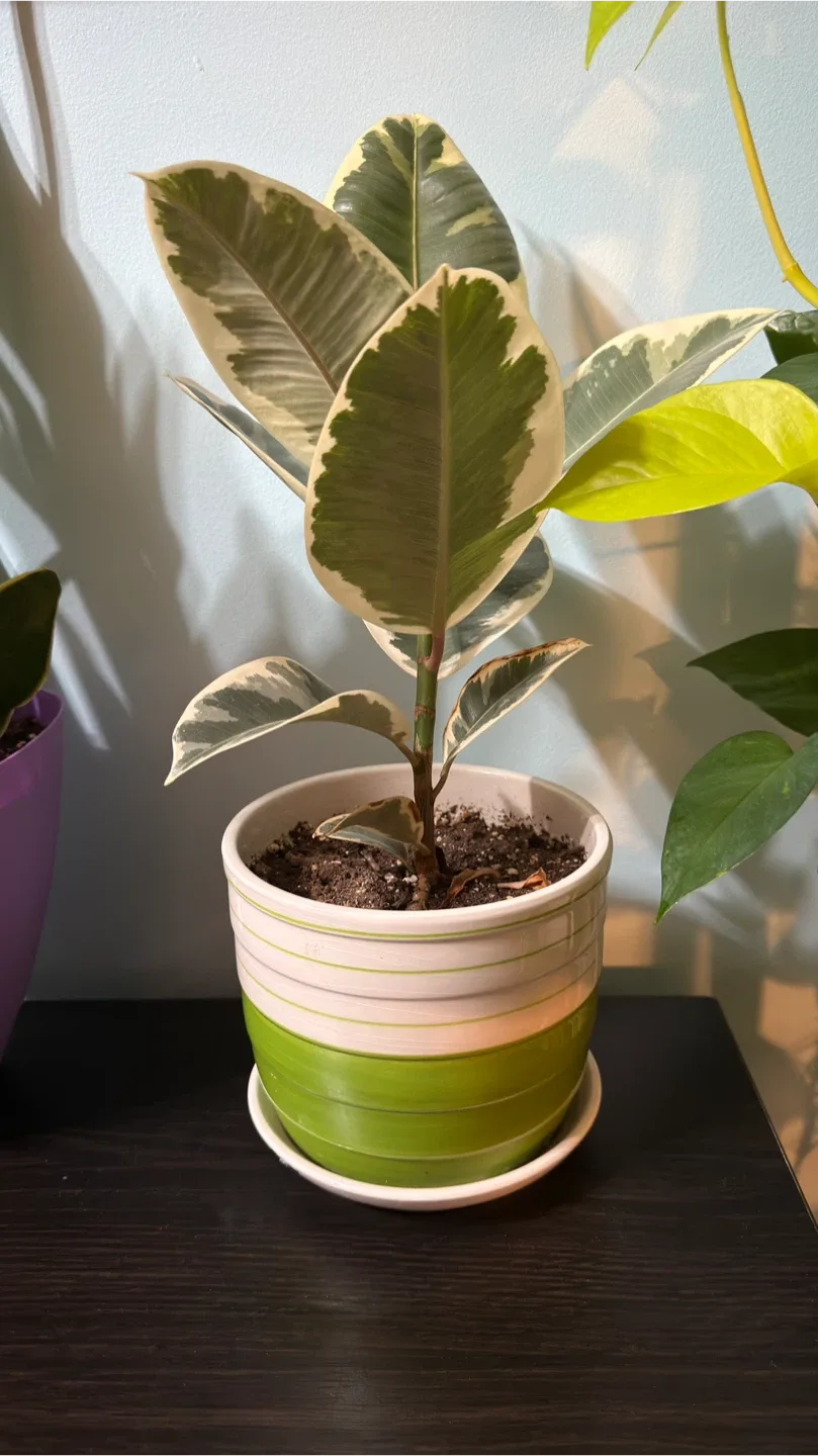 Ficus Elastica Plant in Striped Pot