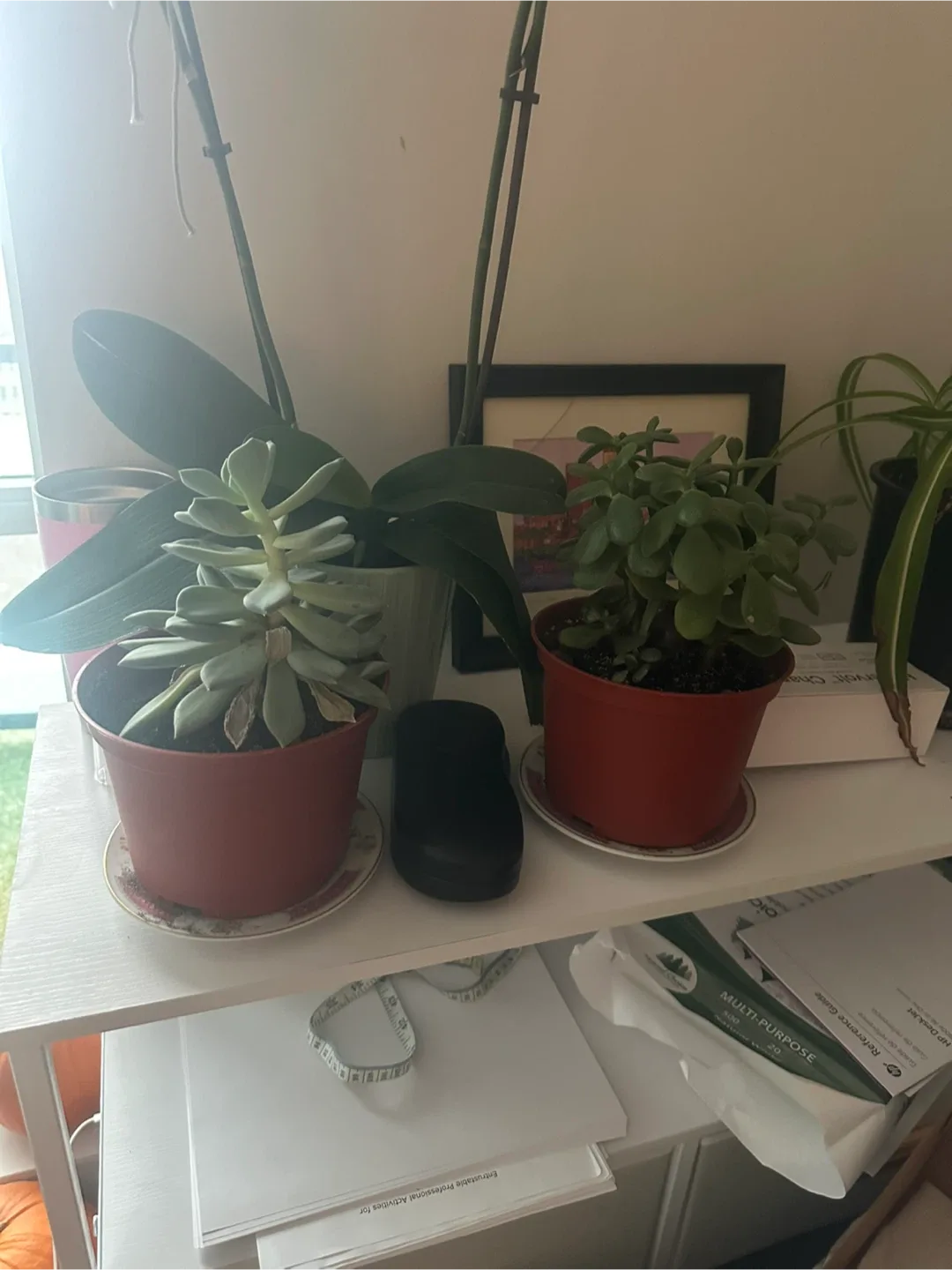 Jade plants #cleanout