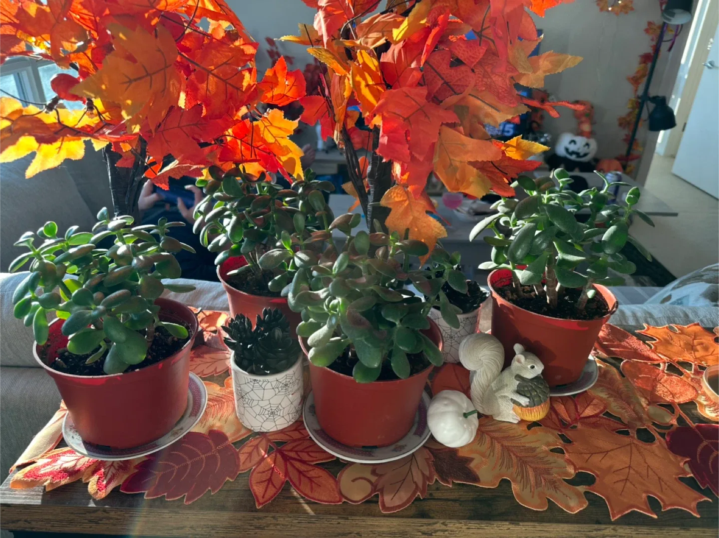 Jade plants #cleanout image indicator(2)