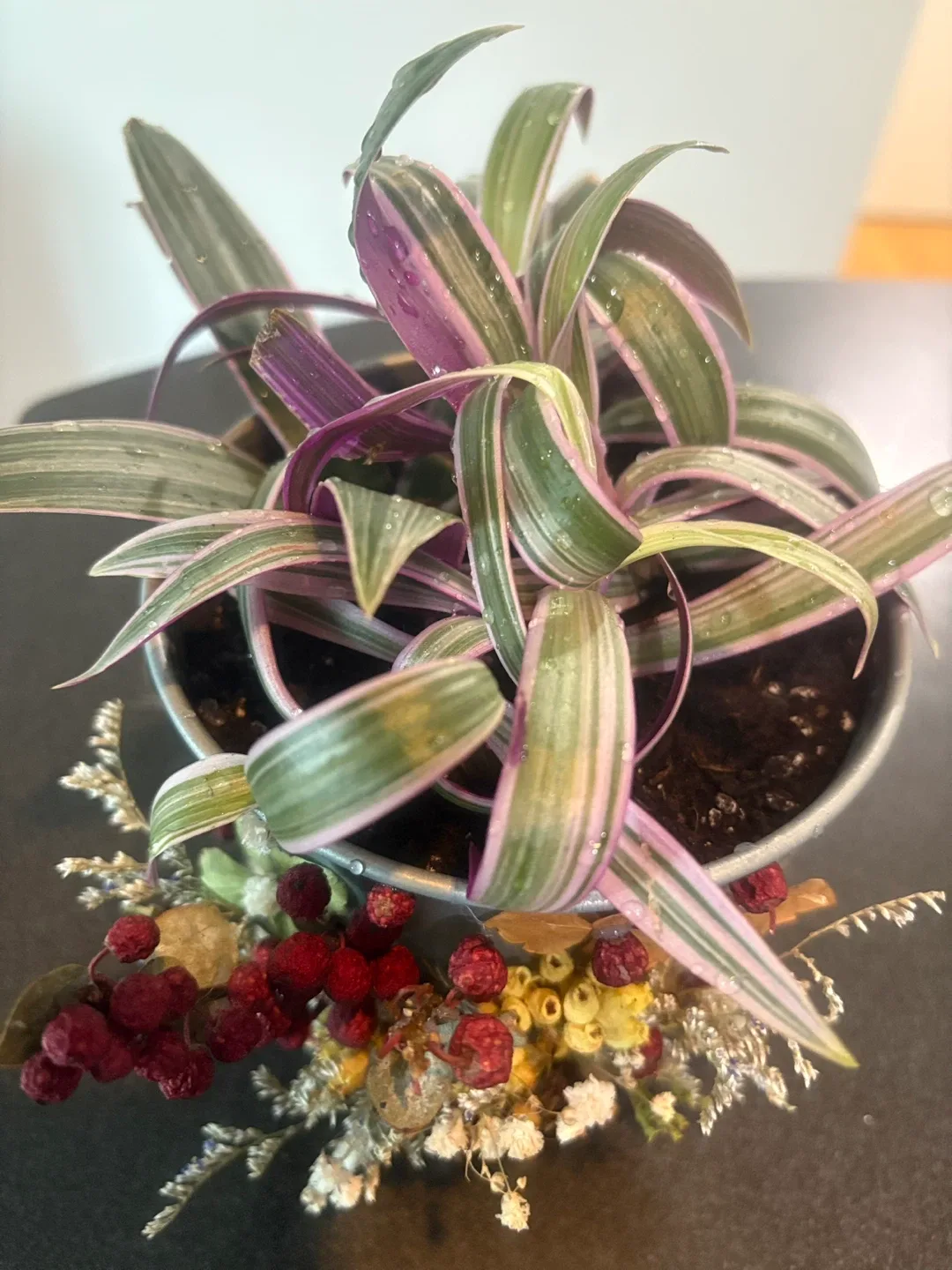 Potted Tradescantia Plant with Dried Floral Accents