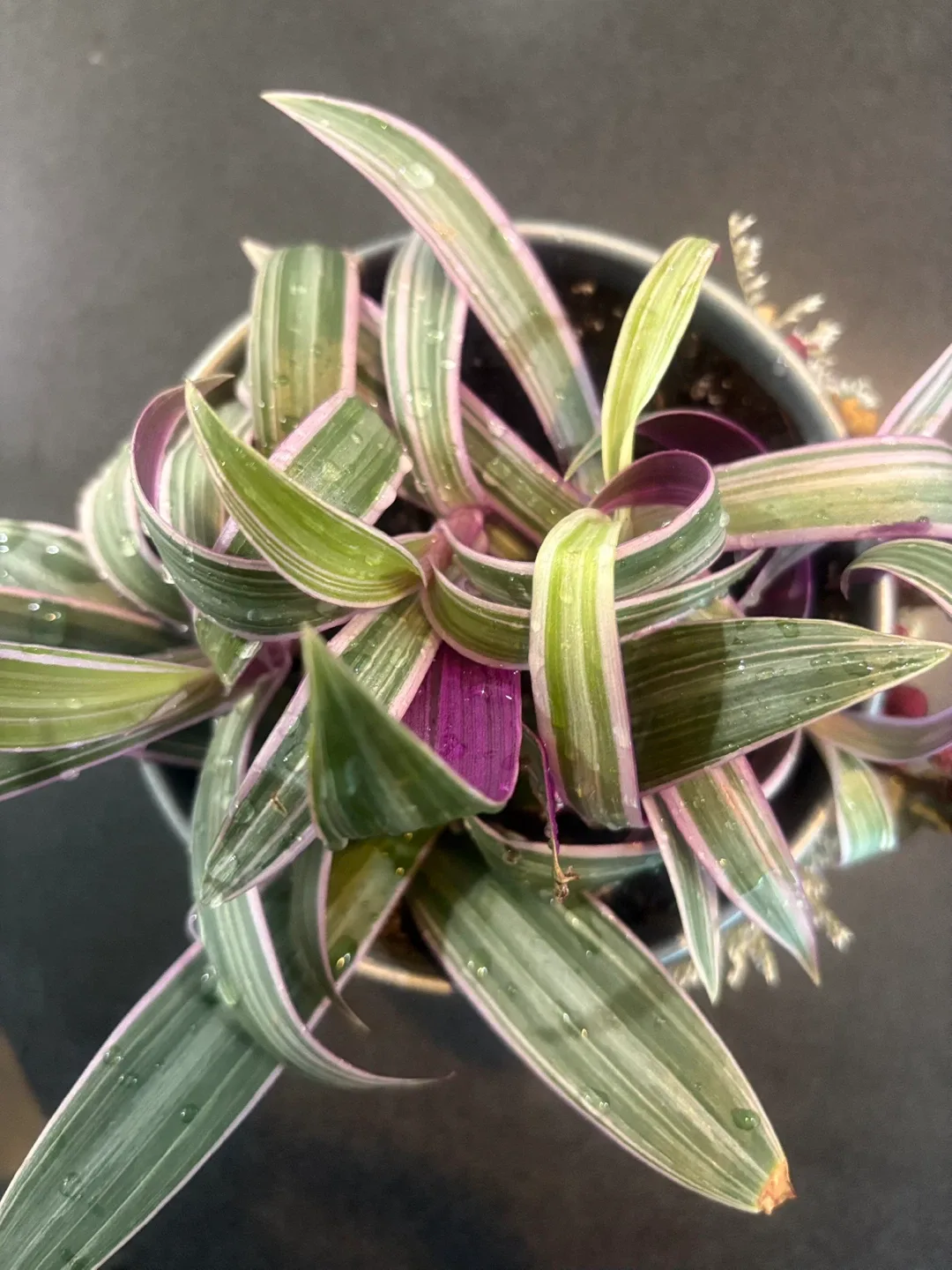 Potted Tradescantia Plant with Dried Floral Accents image indicator(4)