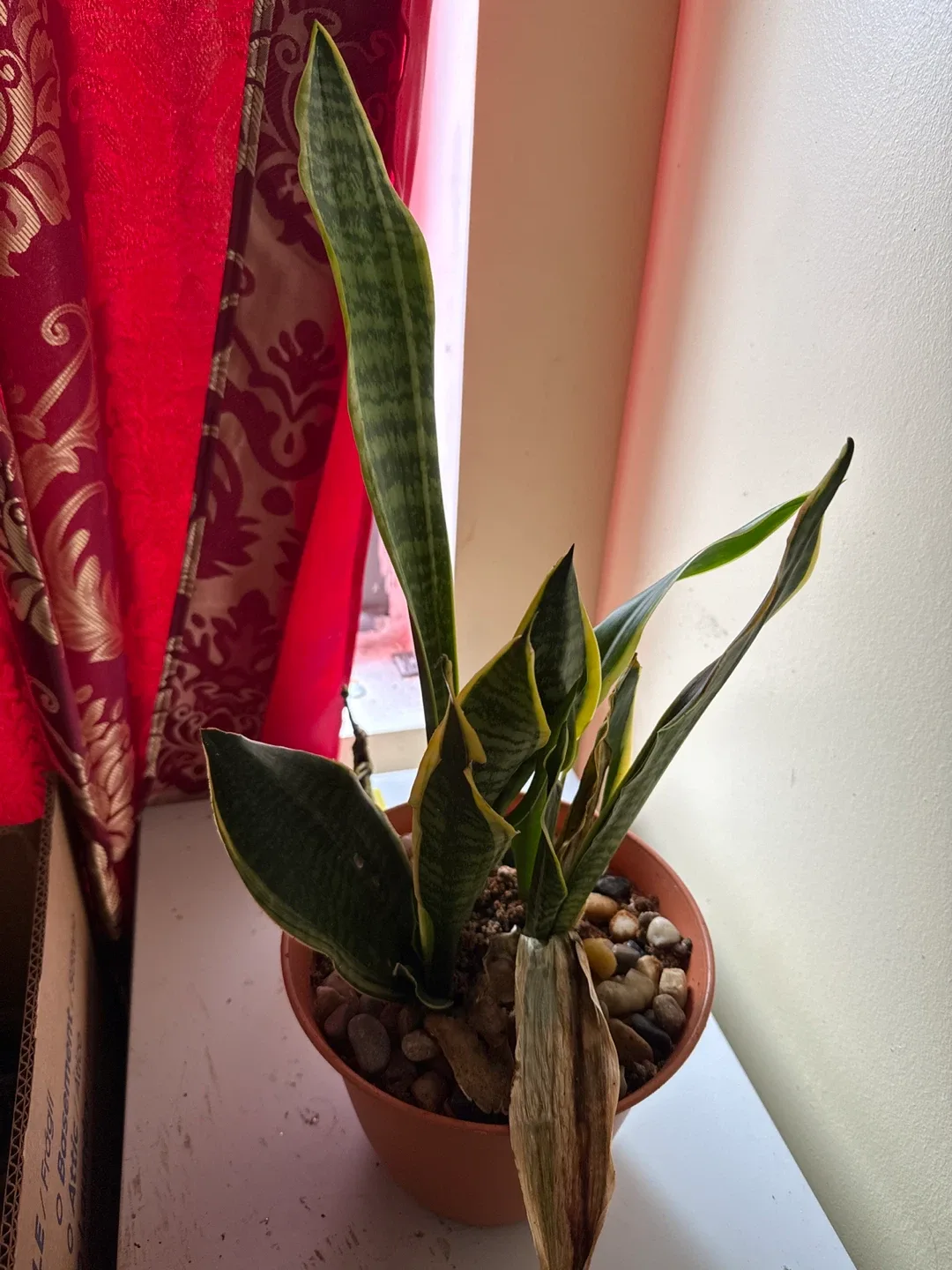 Snake Plant in Pot