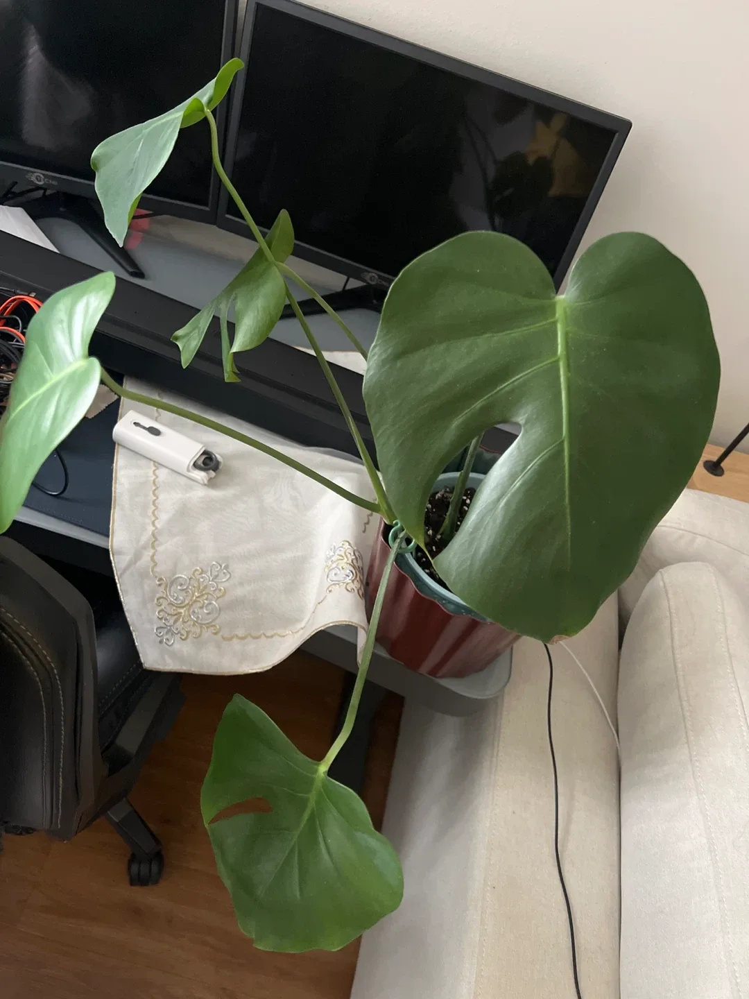 Monstera Plant