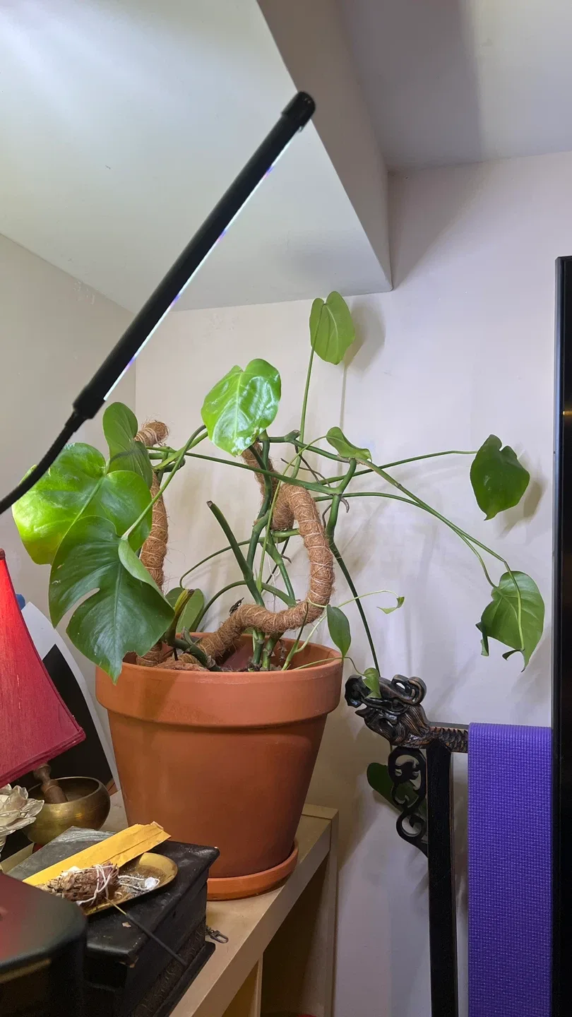 Monstera Plant in Terracotta Pot