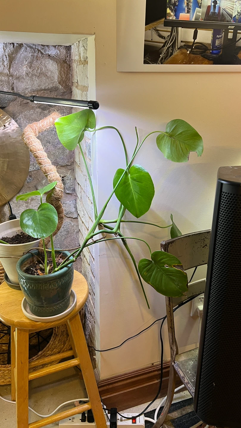 3 Monstera Plant Starters - photo 2