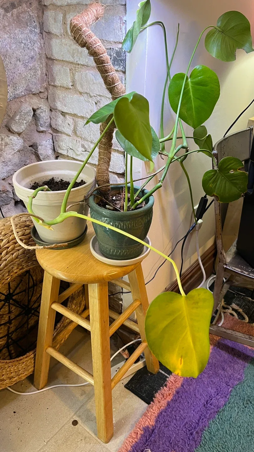 3 Monstera Plant Starters