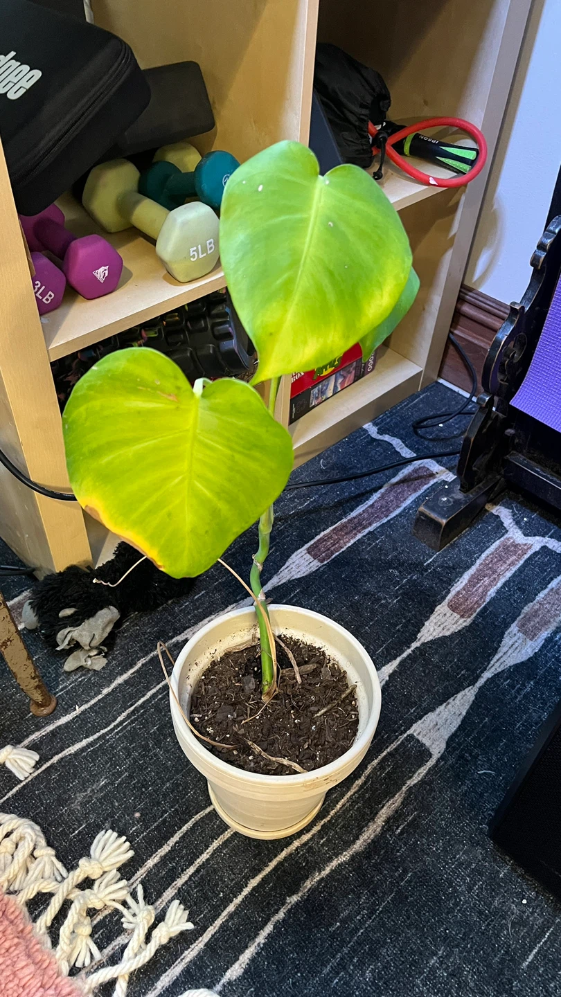 3 Monstera Plant Starters - photo 3