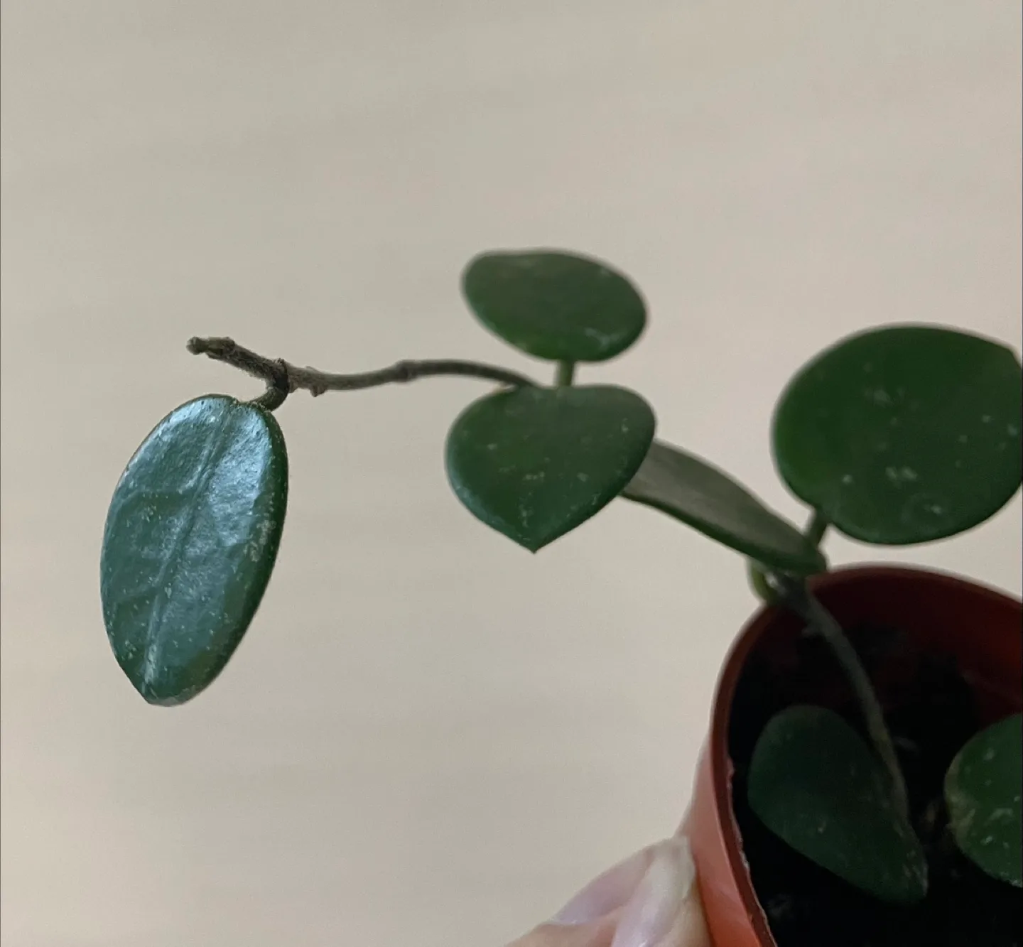 Hoya Mathilde image indicator(2)