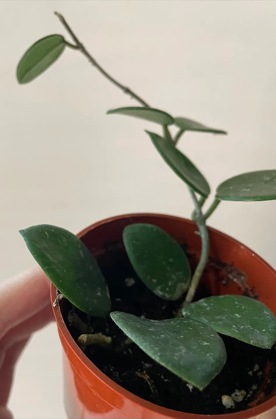 Hoya Mathilde image indicator(3)