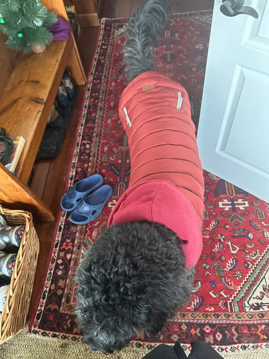 Red Padded Dog Coat extra large