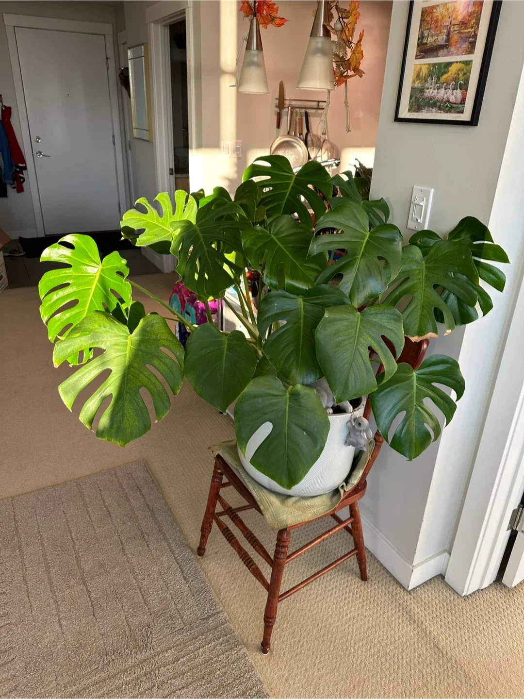 Monstera Plant with White Pot #cleanout