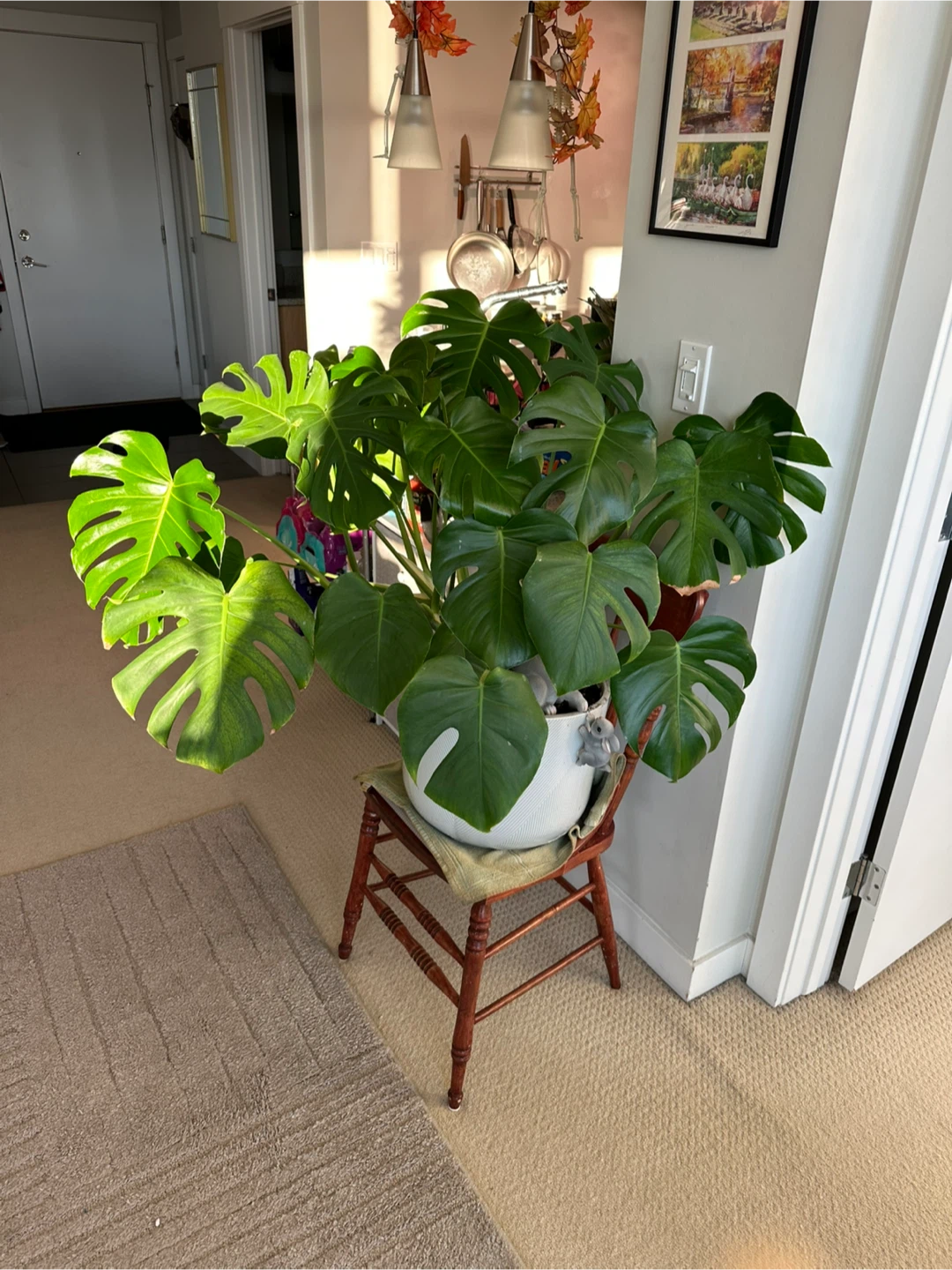 Monstera Plant with White Pot #cleanout - photo 2