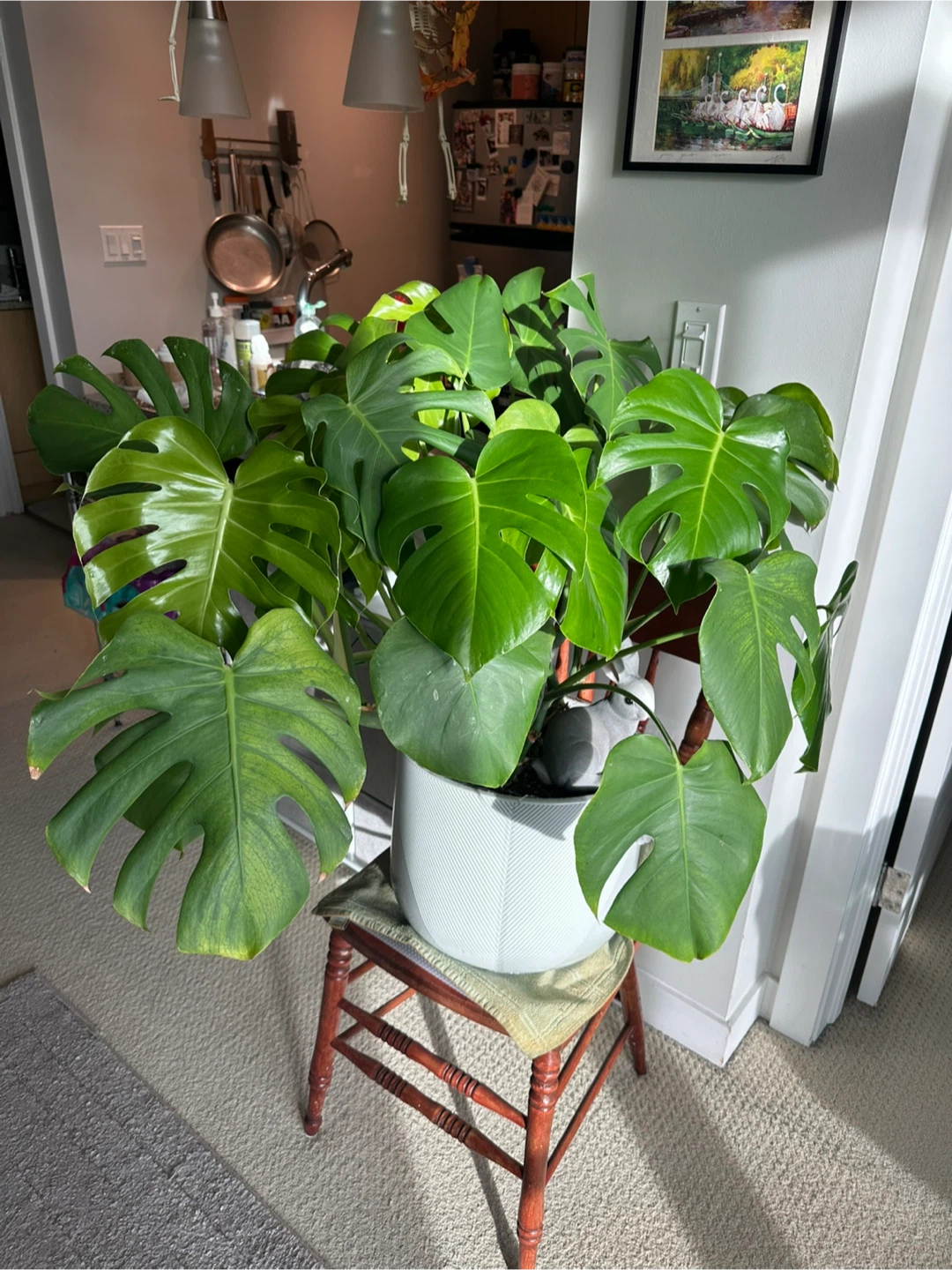 Monstera Plant with White Pot #cleanout - photo 3