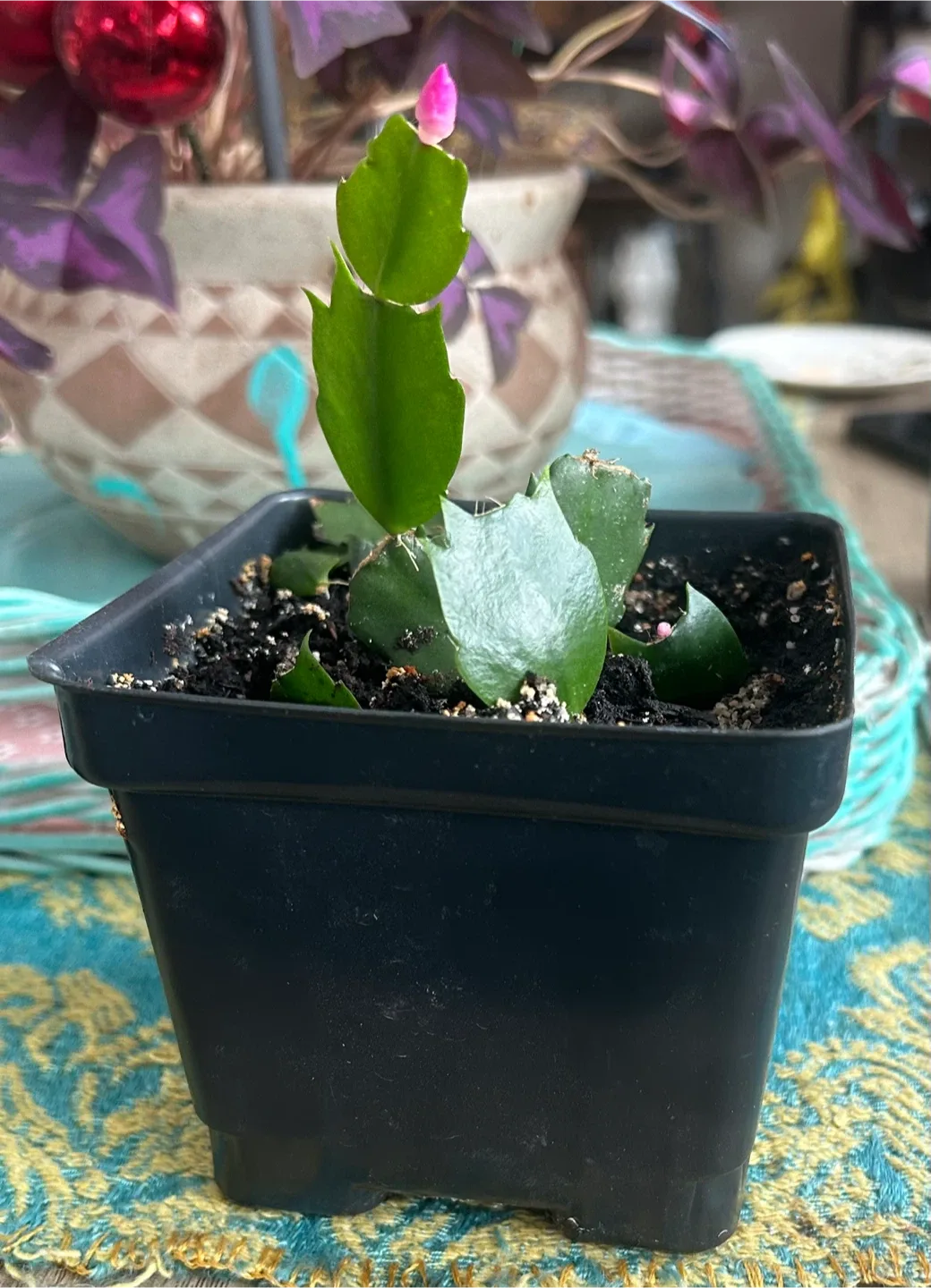 Potted Christmas Cactus