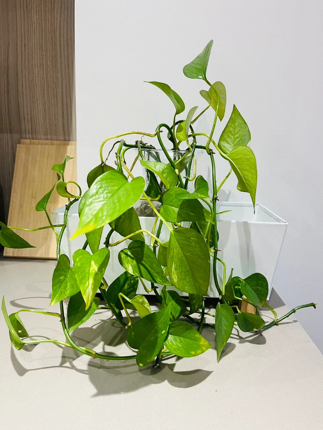 Pothos plant in white planter image indicator(2)