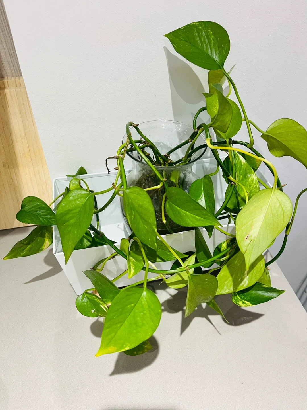 Pothos plant in white planter image indicator(3)