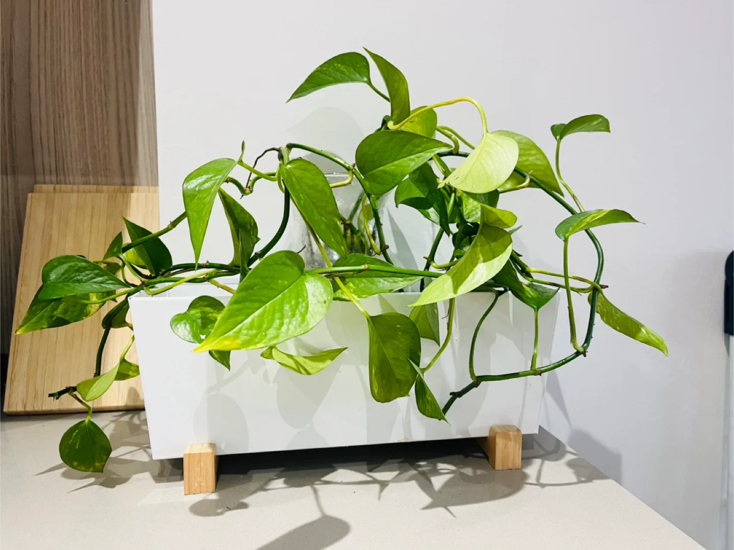 Pothos plant in white planter