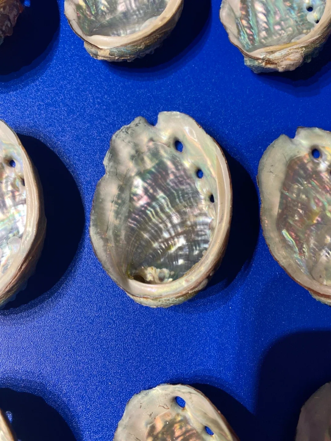 Abalone Shells 30 image indicator(3)