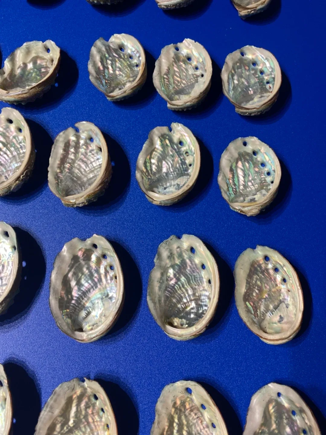 Abalone Shells 30 image indicator(2)