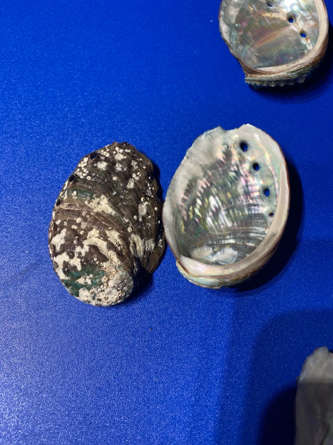 Abalone Shells 30 image indicator(4)