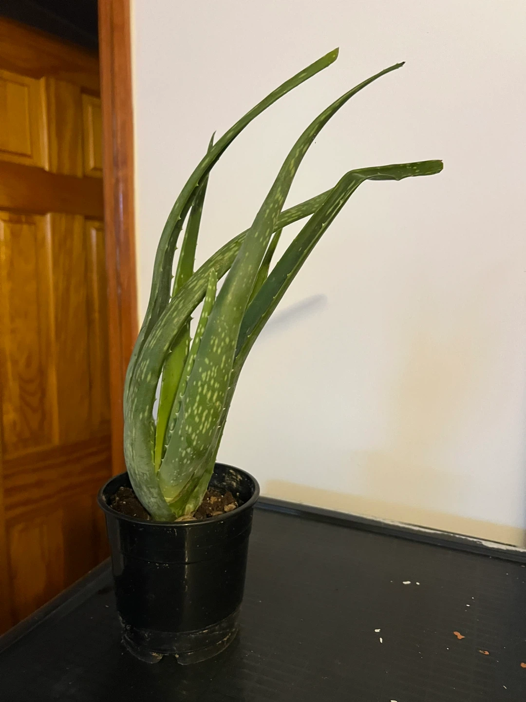 Aloe Vera Plant - 15" Tall - photo 4