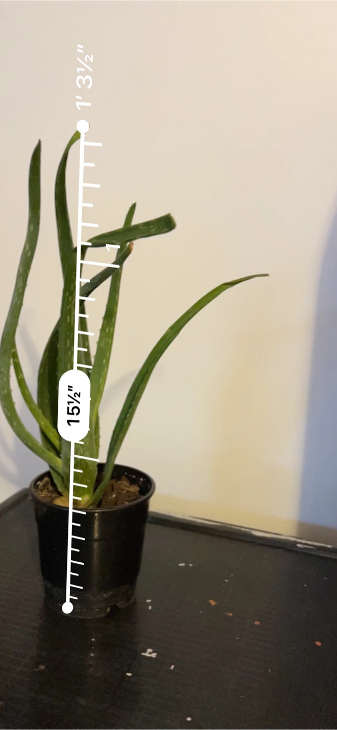 Aloe Vera Plant - 15" Tall - photo 5