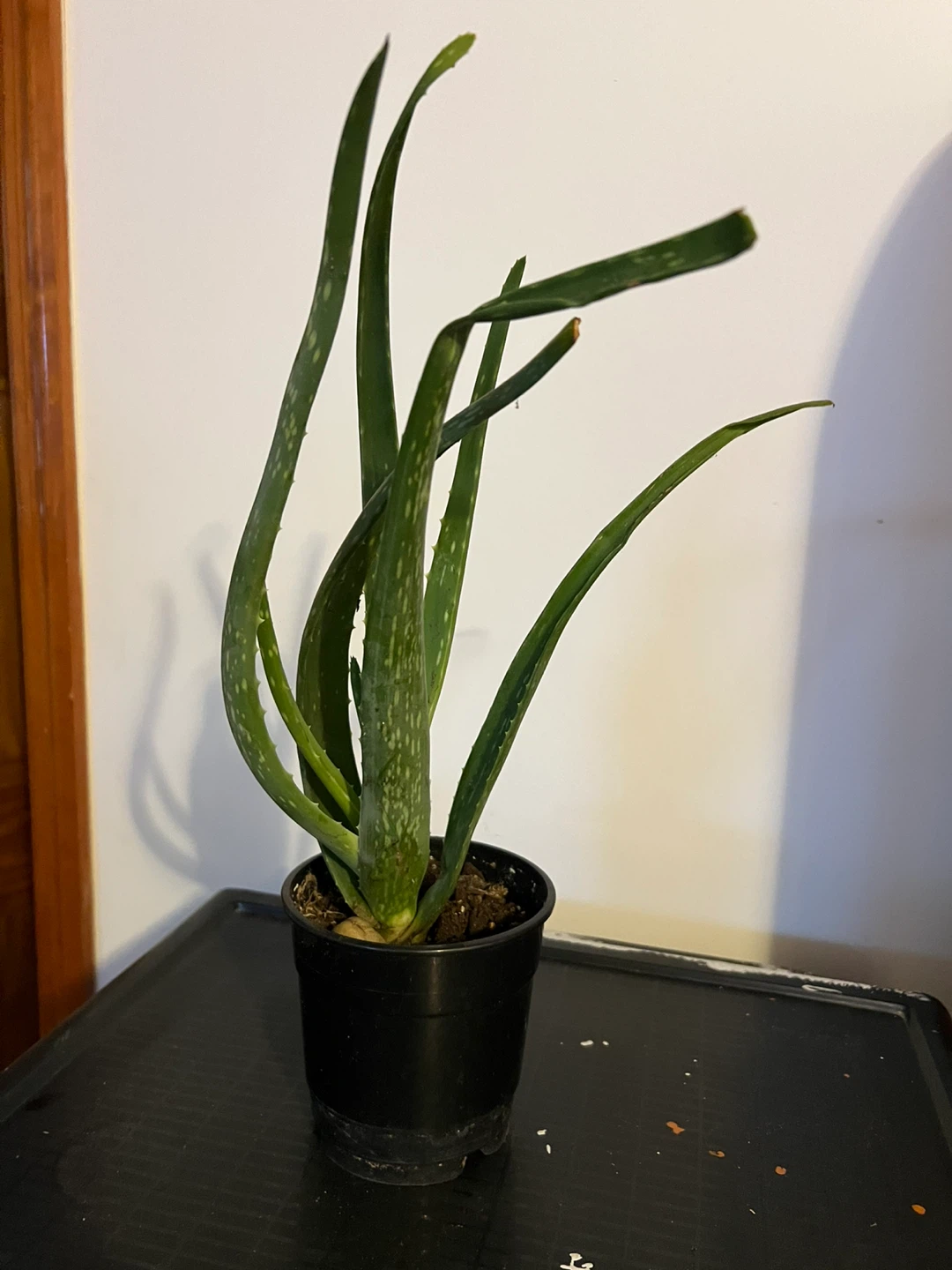 Aloe Vera Plant - 15" Tall