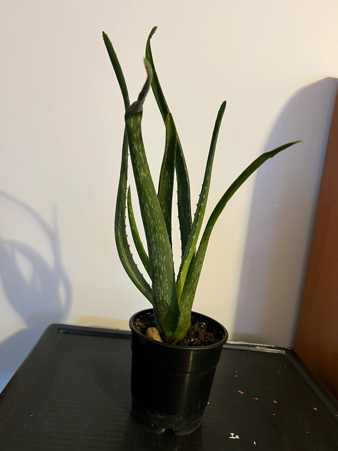 Aloe Vera Plant - 15" Tall - photo 2
