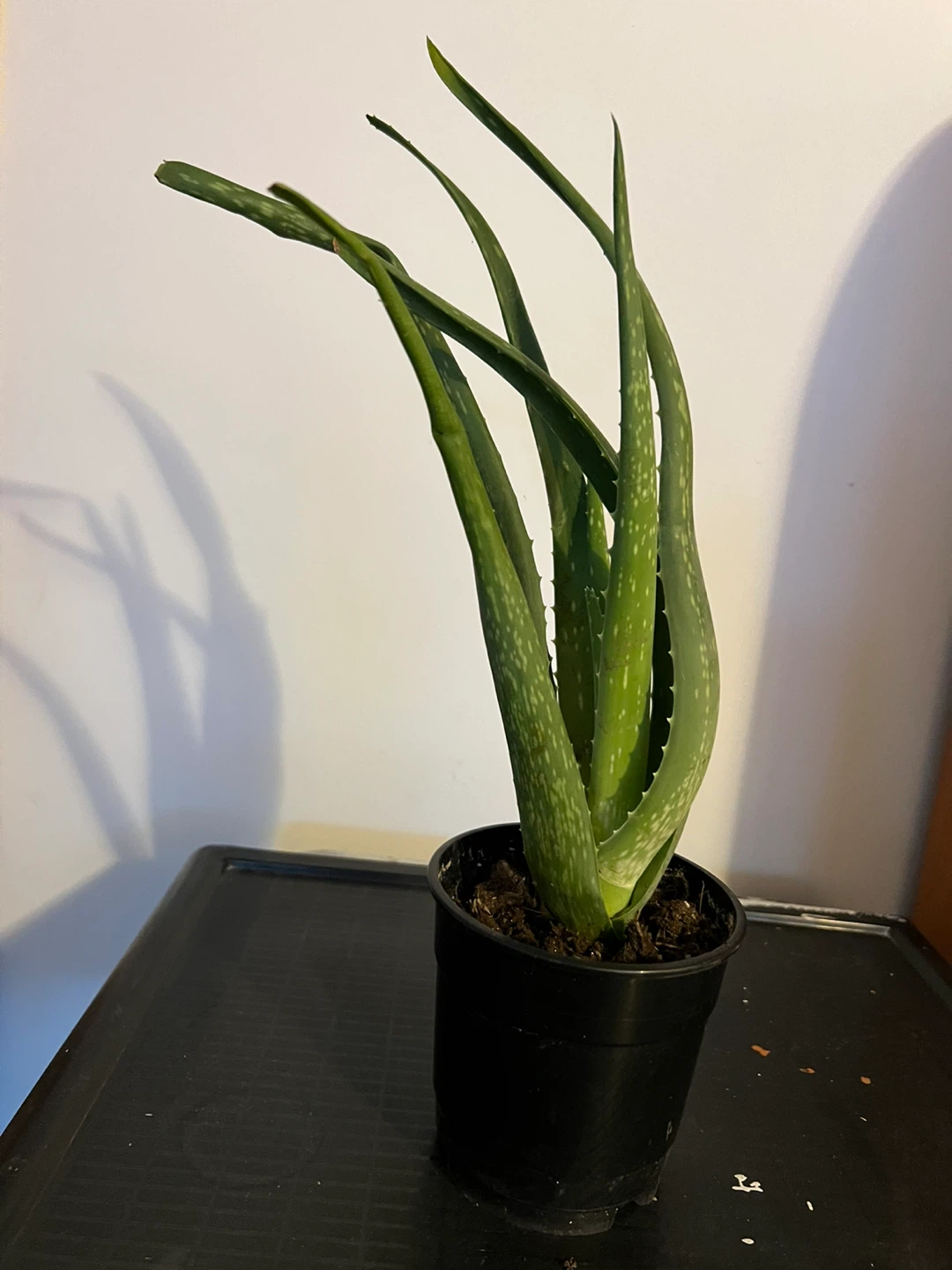 Aloe Vera Plant - 15" Tall - photo 3