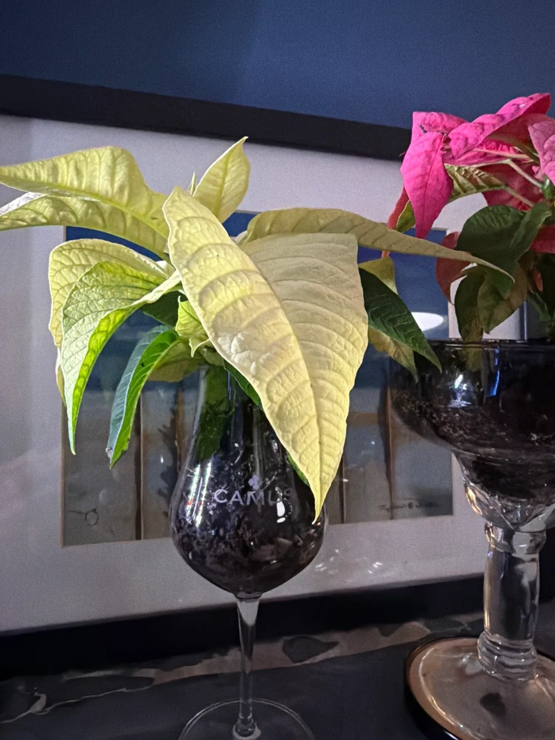 Red and white poinsettias in glasses image indicator(3)