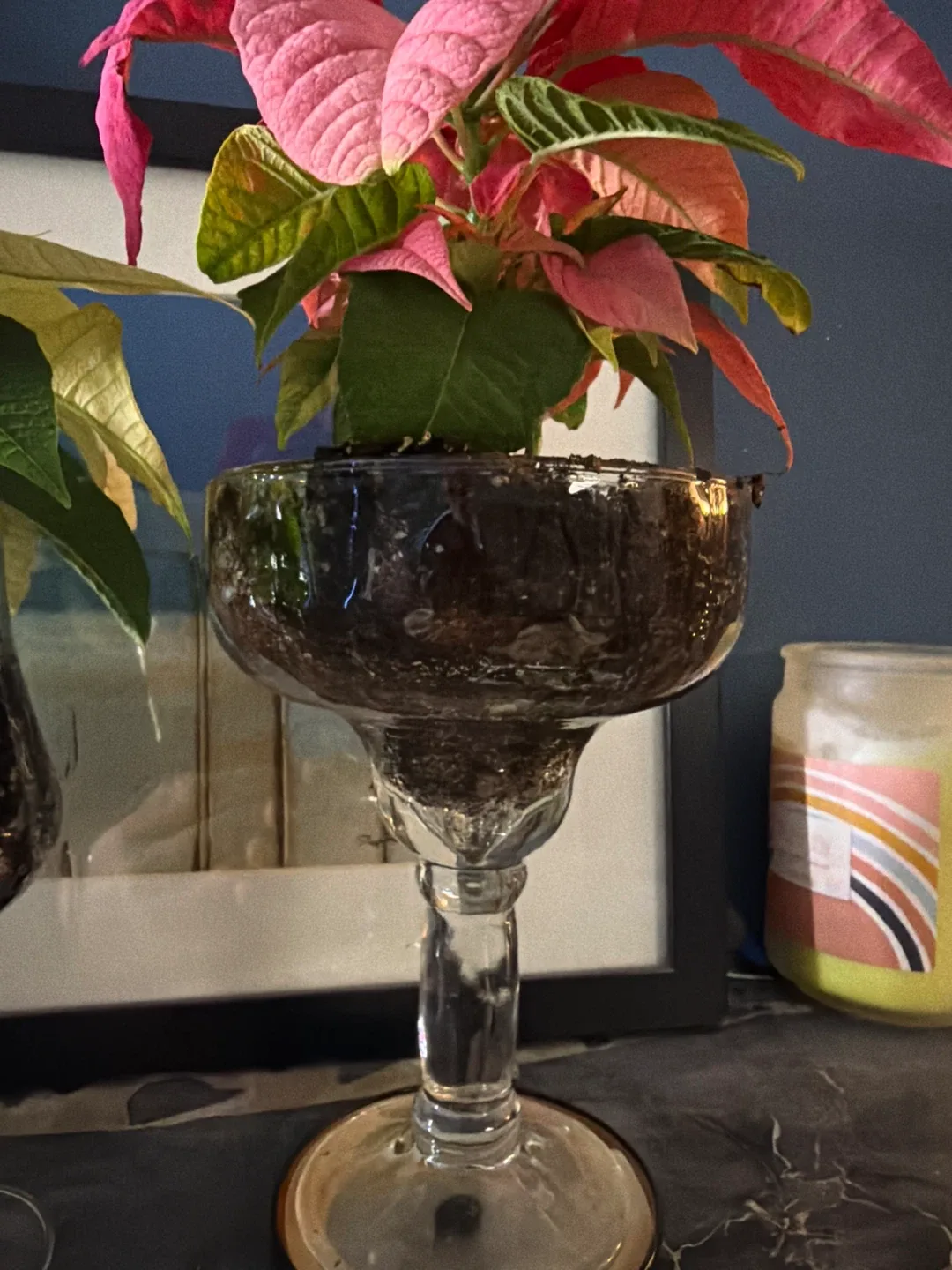 Red and white poinsettias in glasses image indicator(2)